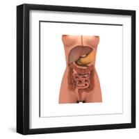 Conceptual Image of Human Digestive System in Female Body-null-Framed Art Print