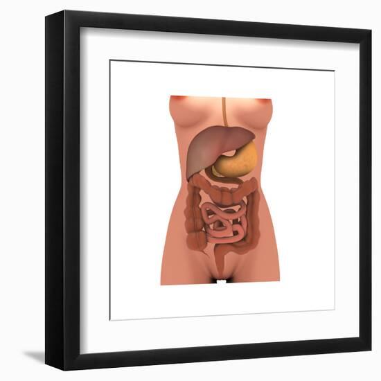 Conceptual Image of Human Digestive System in Female Body-null-Framed Art Print