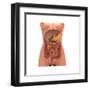 Conceptual Image of Human Digestive System in Female Body-null-Framed Art Print