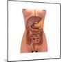 Conceptual Image of Human Digestive System in Female Body-null-Mounted Art Print