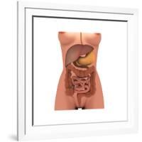 Conceptual Image of Human Digestive System in Female Body-null-Framed Art Print