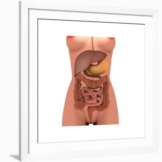 Conceptual Image of Human Digestive System in Female Body-null-Framed Art Print