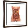 Conceptual Image of Human Digestive System in Female Body-null-Framed Art Print