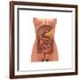 Conceptual Image of Human Digestive System in Female Body-null-Framed Art Print