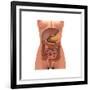 Conceptual Image of Human Digestive System in Female Body-null-Framed Art Print