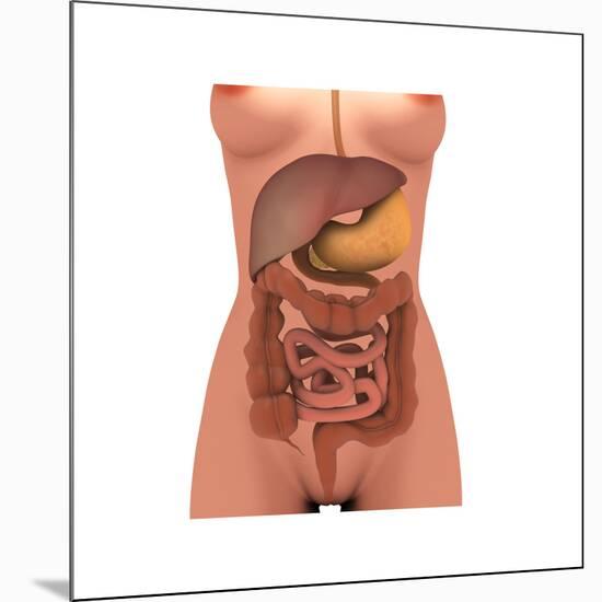 Conceptual Image of Human Digestive System in Female Body-null-Mounted Art Print