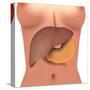Conceptual Image of Human Digestive System in Female Body-null-Stretched Canvas