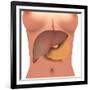 Conceptual Image of Human Digestive System in Female Body-null-Framed Art Print