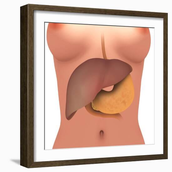 Conceptual Image of Human Digestive System in Female Body-null-Framed Art Print