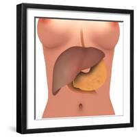 Conceptual Image of Human Digestive System in Female Body-null-Framed Art Print