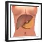 Conceptual Image of Human Digestive System in Female Body-null-Framed Art Print