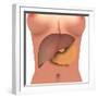 Conceptual Image of Human Digestive System in Female Body-null-Framed Art Print