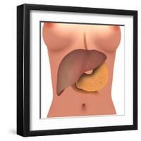 Conceptual Image of Human Digestive System in Female Body-null-Framed Art Print