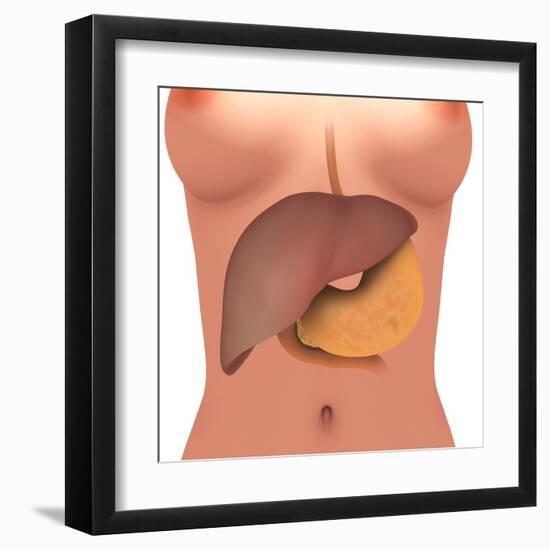 Conceptual Image of Human Digestive System in Female Body-null-Framed Art Print