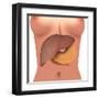 Conceptual Image of Human Digestive System in Female Body-null-Framed Art Print