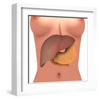 Conceptual Image of Human Digestive System in Female Body-null-Framed Art Print