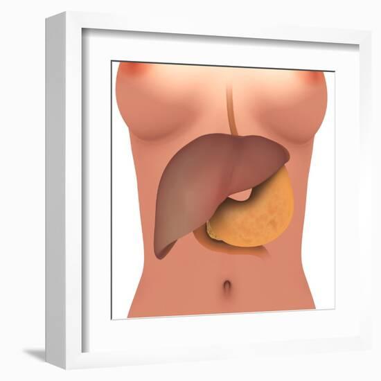 Conceptual Image of Human Digestive System in Female Body-null-Framed Art Print