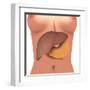 Conceptual Image of Human Digestive System in Female Body-null-Framed Art Print