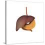 Conceptual Image of Human Digestive System-null-Stretched Canvas