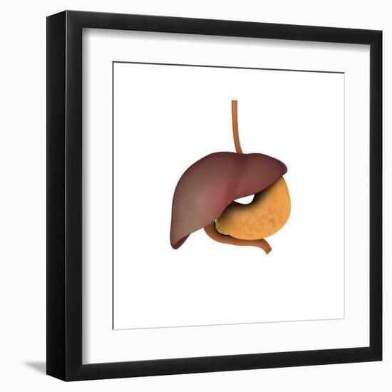 Conceptual Image of Human Digestive System-null-Framed Art Print