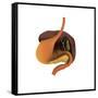 Conceptual Image of Human Digestive System-null-Framed Stretched Canvas