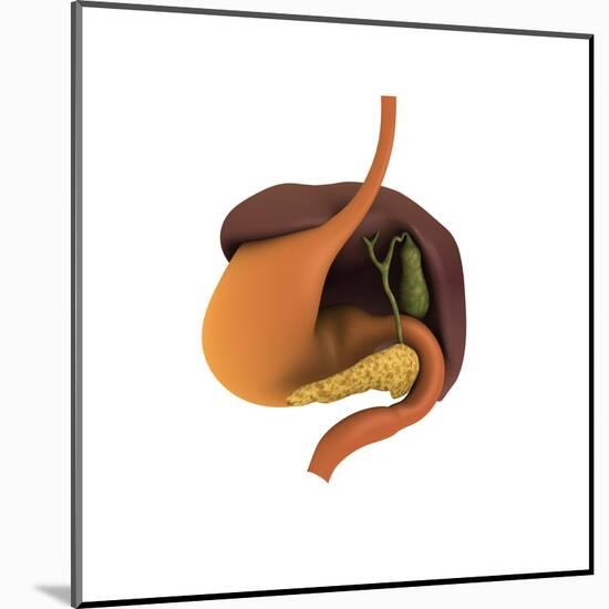 Conceptual Image of Human Digestive System-null-Mounted Art Print