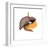 Conceptual Image of Human Digestive System-null-Framed Art Print