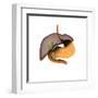 Conceptual Image of Human Digestive System-null-Framed Art Print