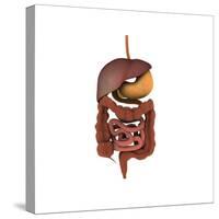 Conceptual Image of Human Digestive System-null-Stretched Canvas