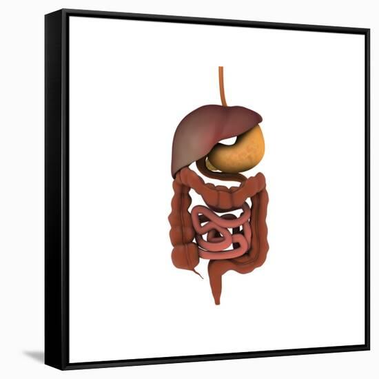 Conceptual Image of Human Digestive System-null-Framed Stretched Canvas