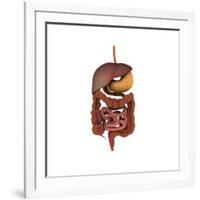 Conceptual Image of Human Digestive System-null-Framed Art Print