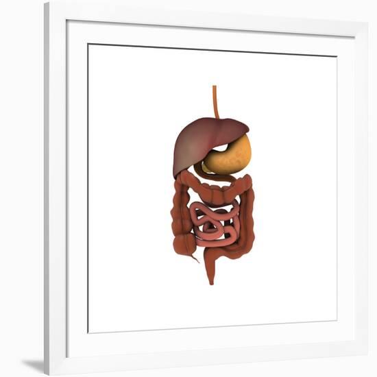 Conceptual Image of Human Digestive System-null-Framed Art Print