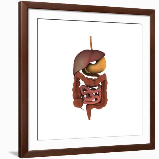 Conceptual Image of Human Digestive System-null-Framed Art Print