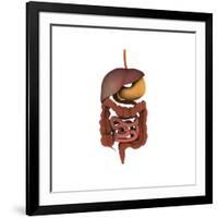 Conceptual Image of Human Digestive System-null-Framed Art Print