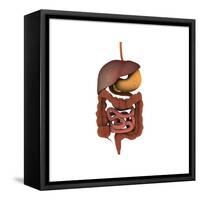 Conceptual Image of Human Digestive System-null-Framed Stretched Canvas