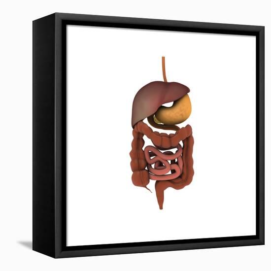 Conceptual Image of Human Digestive System-null-Framed Stretched Canvas