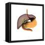 Conceptual Image of Human Digestive System-null-Framed Stretched Canvas