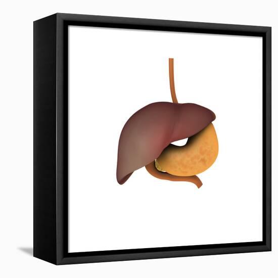 Conceptual Image of Human Digestive System-null-Framed Stretched Canvas