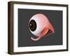 Conceptual Image of Human Eye Anatomy-null-Framed Art Print