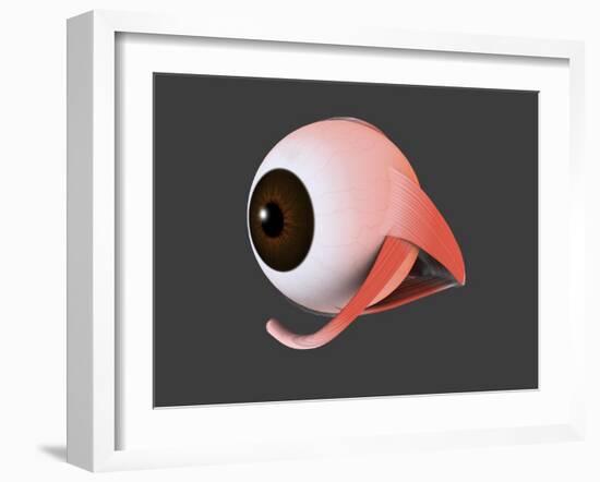 Conceptual Image of Human Eye Anatomy-null-Framed Art Print