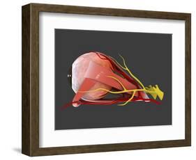 Conceptual Image of Human Eye Anatomy-null-Framed Art Print