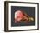 Conceptual Image of Human Eye Anatomy-null-Framed Art Print