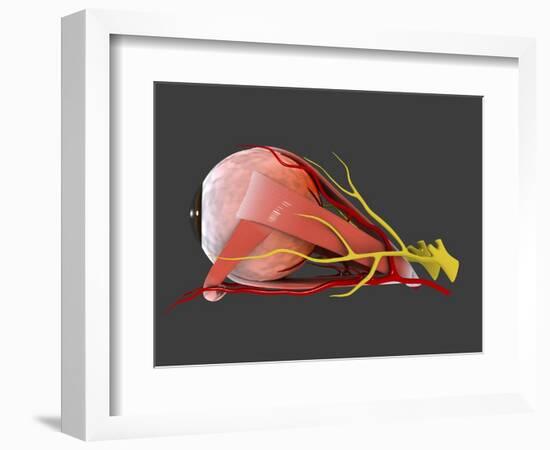 Conceptual Image of Human Eye Anatomy-null-Framed Art Print