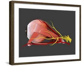 Conceptual Image of Human Eye Anatomy-null-Framed Art Print