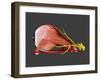 Conceptual Image of Human Eye Anatomy-null-Framed Art Print