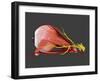 Conceptual Image of Human Eye Anatomy-null-Framed Art Print