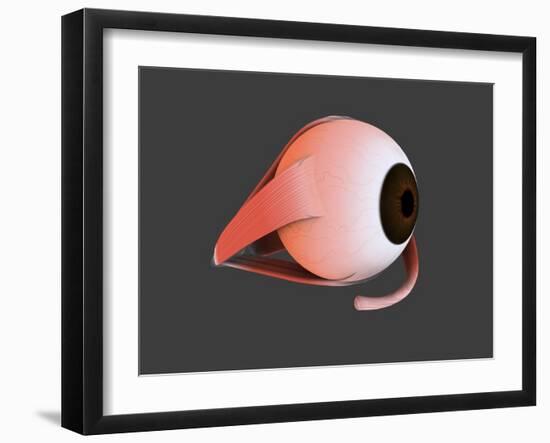 Conceptual Image of Human Eye Anatomy-null-Framed Art Print