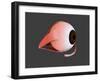 Conceptual Image of Human Eye Anatomy-null-Framed Art Print