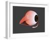 Conceptual Image of Human Eye Anatomy-null-Framed Art Print