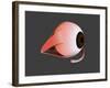 Conceptual Image of Human Eye Anatomy-null-Framed Art Print